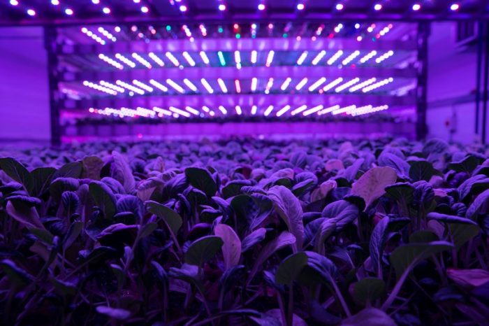 SCOTTISH INDOOR FARMING FIRM CHOOSES AMERICAN HEADQUARTERS